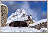 CHAMOIS